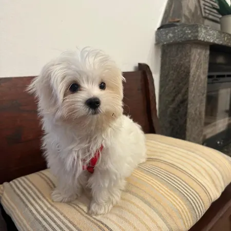 Ca Dai Noni - Family & Pet Friendly - Terrace - Near Maggiore *