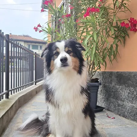 Ca Dai Noni - Family & Pet Friendly - Terrace - Near Maggiore Daire