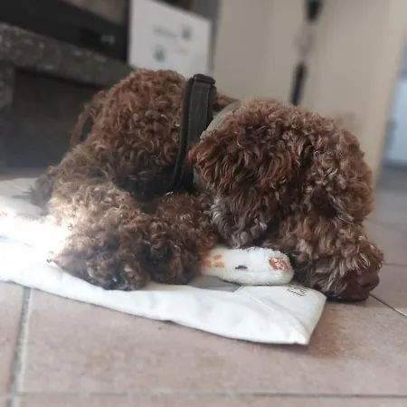 Ca Dai Noni - Family & Pet Friendly - Terrace - Near Maggiore 公寓