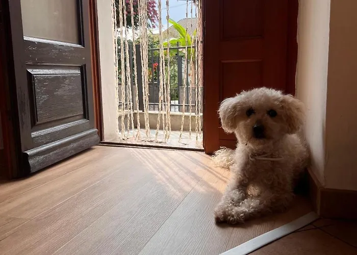 公寓 Ca Dai Noni - Family & Pet Friendly - Terrace - Near Maggiore *