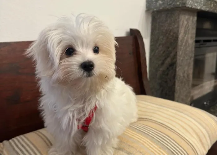 Ca Dai Noni - Family & Pet Friendly - Terrace - Near Maggiore *