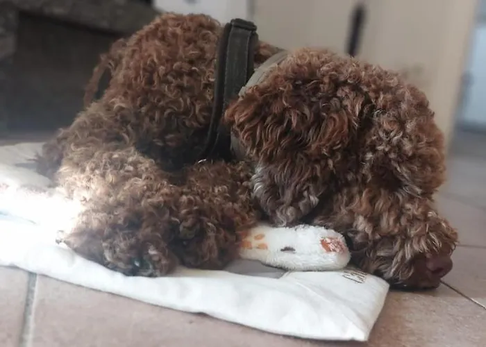 Ca Dai Noni - Family & Pet Friendly - Terrace - Near Maggiore Apartament